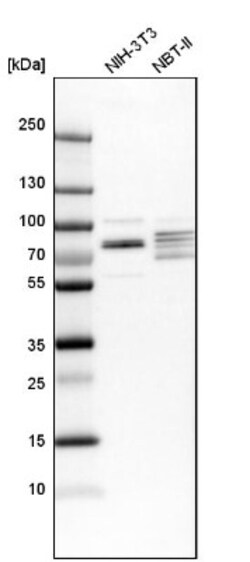 EXD2 Antibody, Novus Biologicals:Antibodies:Primary Antibodies